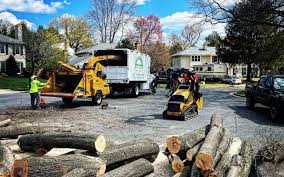 Best Tree Removal  in Danville, KY