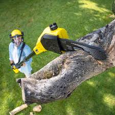 Best Lawn Disease Treatment  in Danville, KY