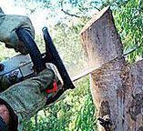 Best Tree Health Inspection  in Danville, KY