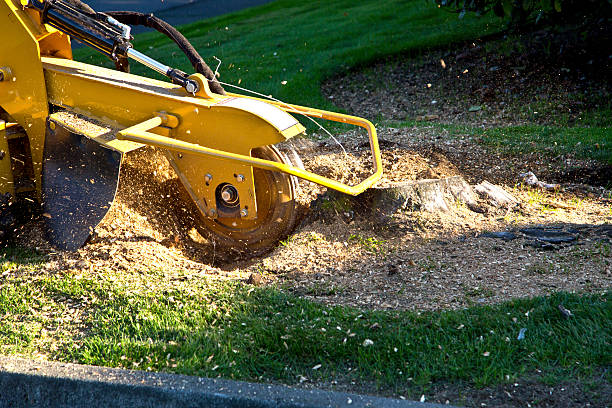  Danville, KY Tree Services Pros