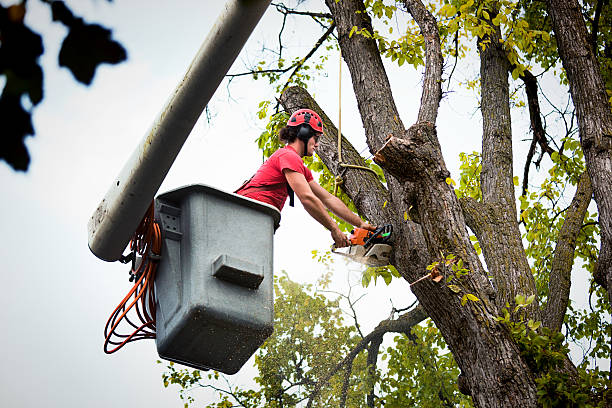 Best Tree Preservation Services  in Danville, KY