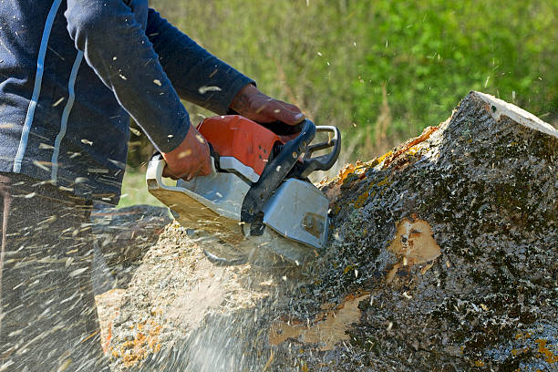 Best Tree Trimming and Pruning  in Danville, KY