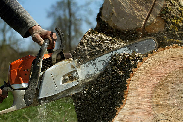 Best Commercial Tree Services  in Danville, KY