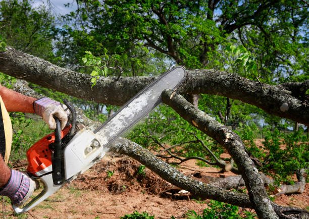 Best Fruit Tree Pruning  in Danville, KY